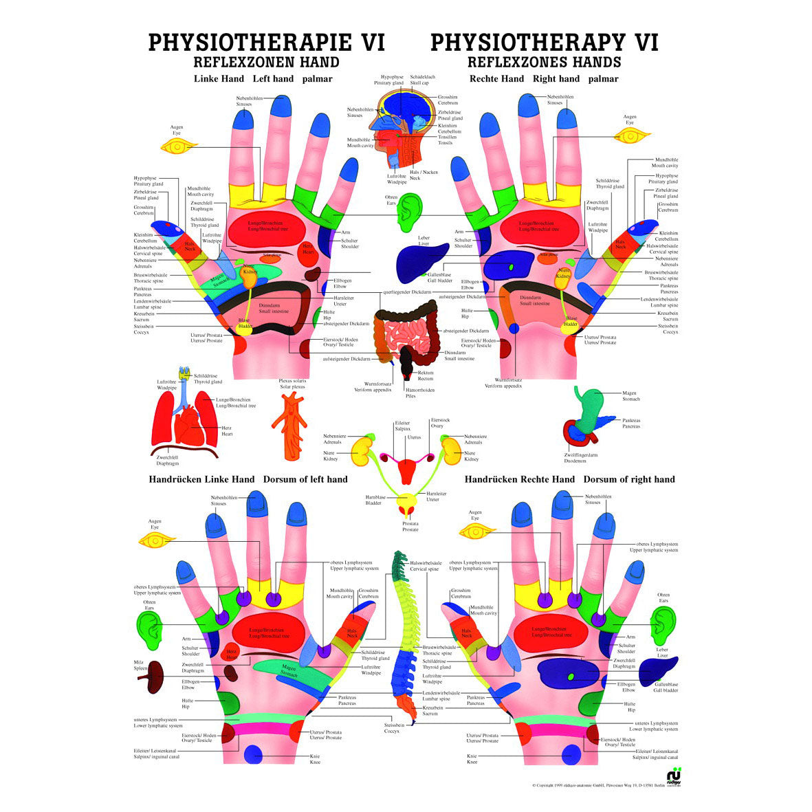 Anatomisches Miniposter "Physiotherapie VI, Reflexzone Hand"