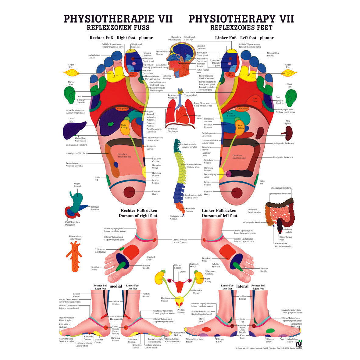 Anatomisches Miniposter "Physiotherapie VII, Reflexzone Fuß"