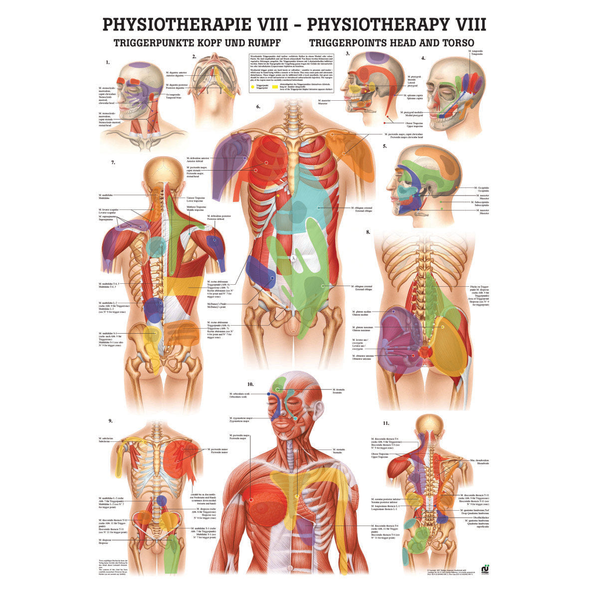 Anatomisches Miniposter "Triggerpunkte - Kopf und Rumpf"