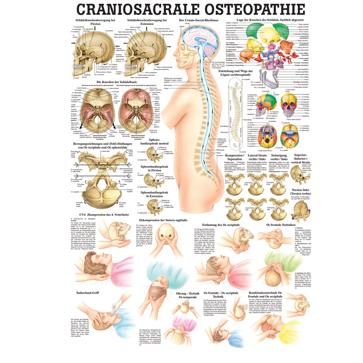Anatomisches Miniposter "Craniosacrale Osteopathie"