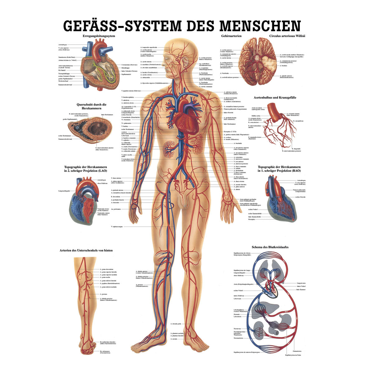 Anatomisches Poster "Das Gefäßsystem des Menschen"