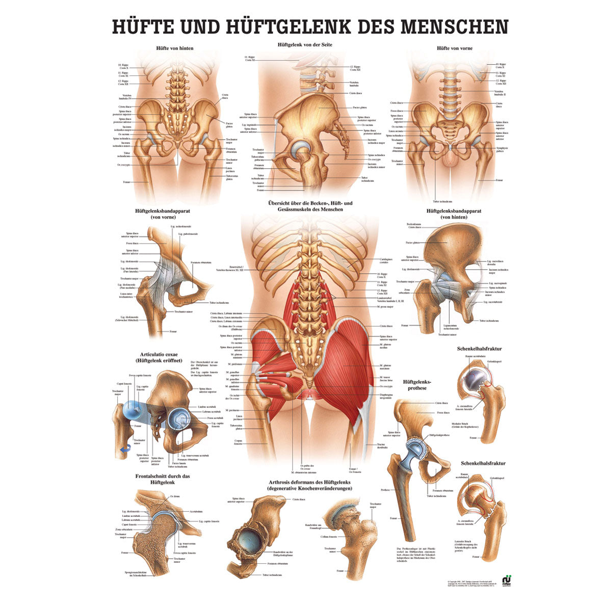 Anatomisches Miniposter "Hüfte und Hüftgelenk des Menschen"