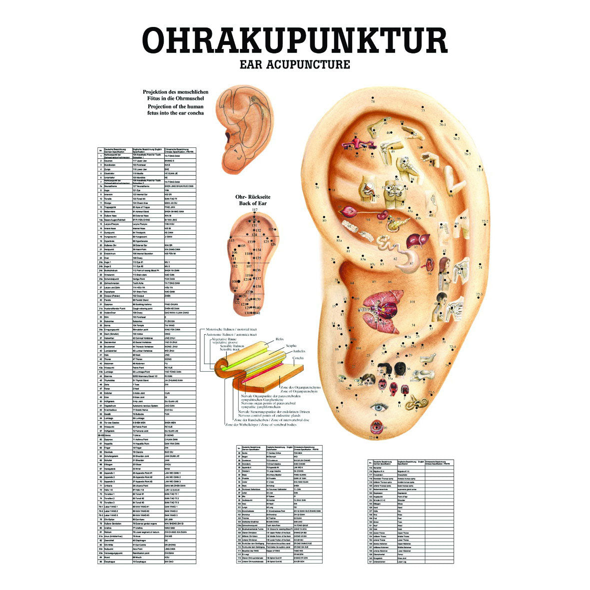 Anatomisches Miniposter "Ohrakupunktur"