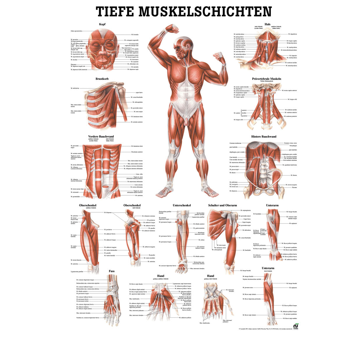 Anatomisches Miniposter "Tiefe Muskelschichten - Frontalansicht"