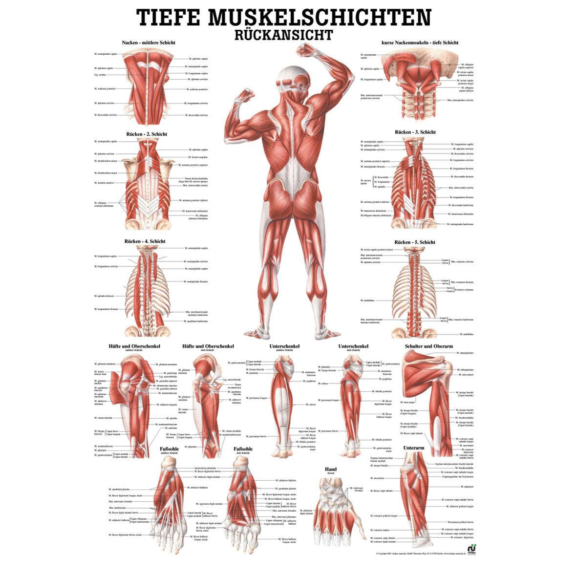 Anatomisches Miniposter "Tiefe Muskelschichten - Rückansicht"
