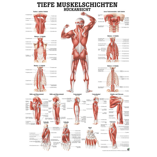 Anatomisches Poster "Tiefe Muskelschichten - Rückansicht"