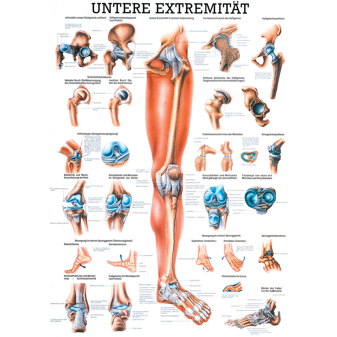 Anatomisches Poster "Untere Extremität"