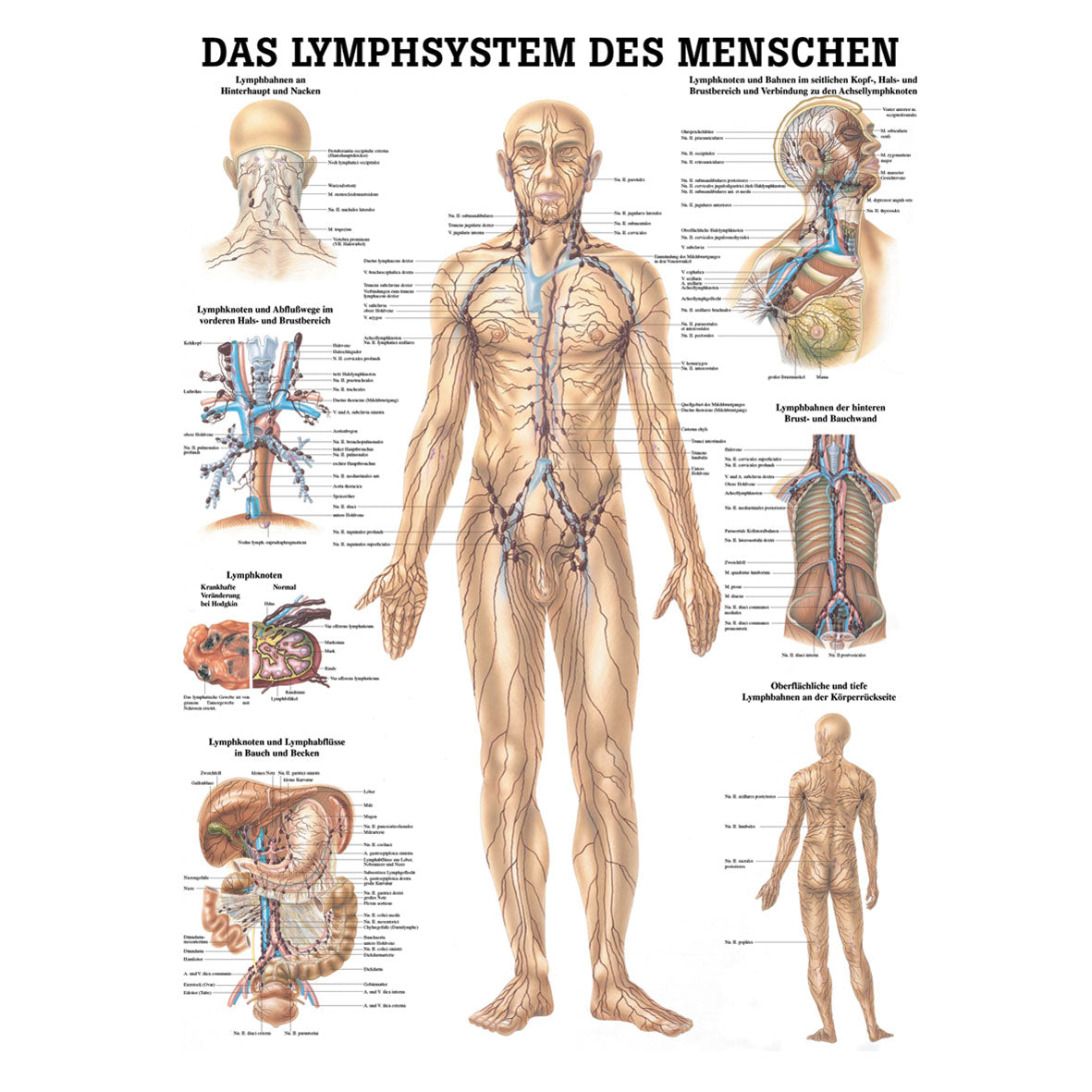 Anatomisches Miniposter "Das Lymphsystem des Menschen"