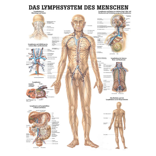 Anatomisches Poster "Das Lymphsystem des Menschen"
