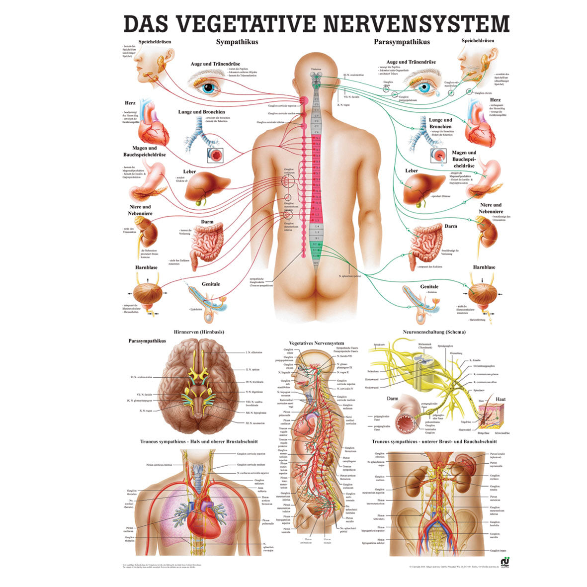 Anatomisches Miniposter "Das vegetative Nervensystem"