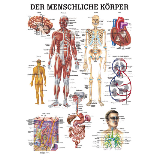 Anatomisches Poster "Der menschliche Körper"