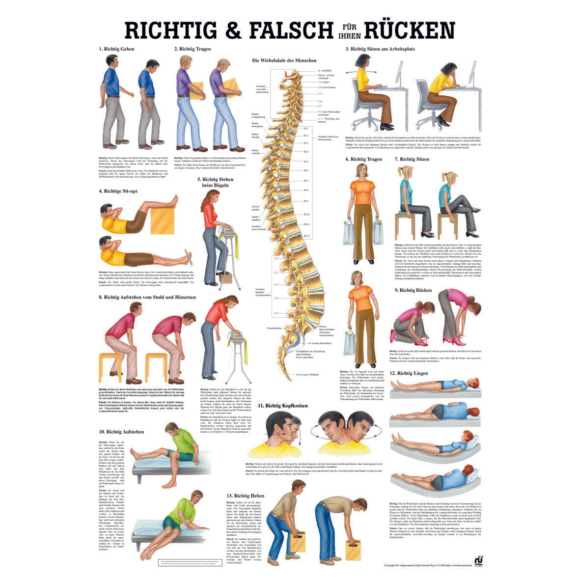 Anatomisches Poster "Richtig & Falsch für Ihren Rücken"