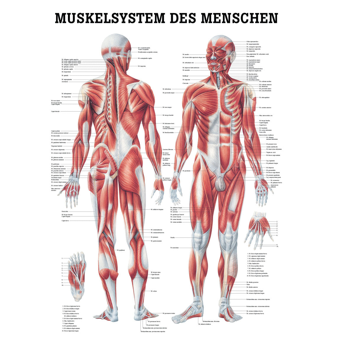 Anatomisches Miniposter "Muskelsystem des Menschen"