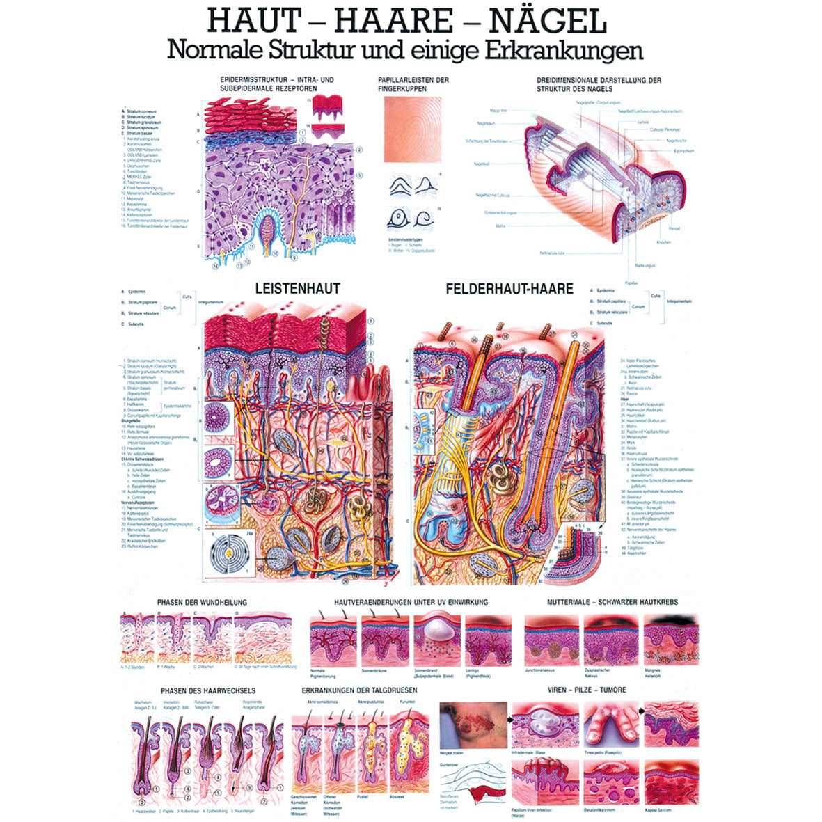 Anatomisches Miniposter "Haut - Haare - Nägel"