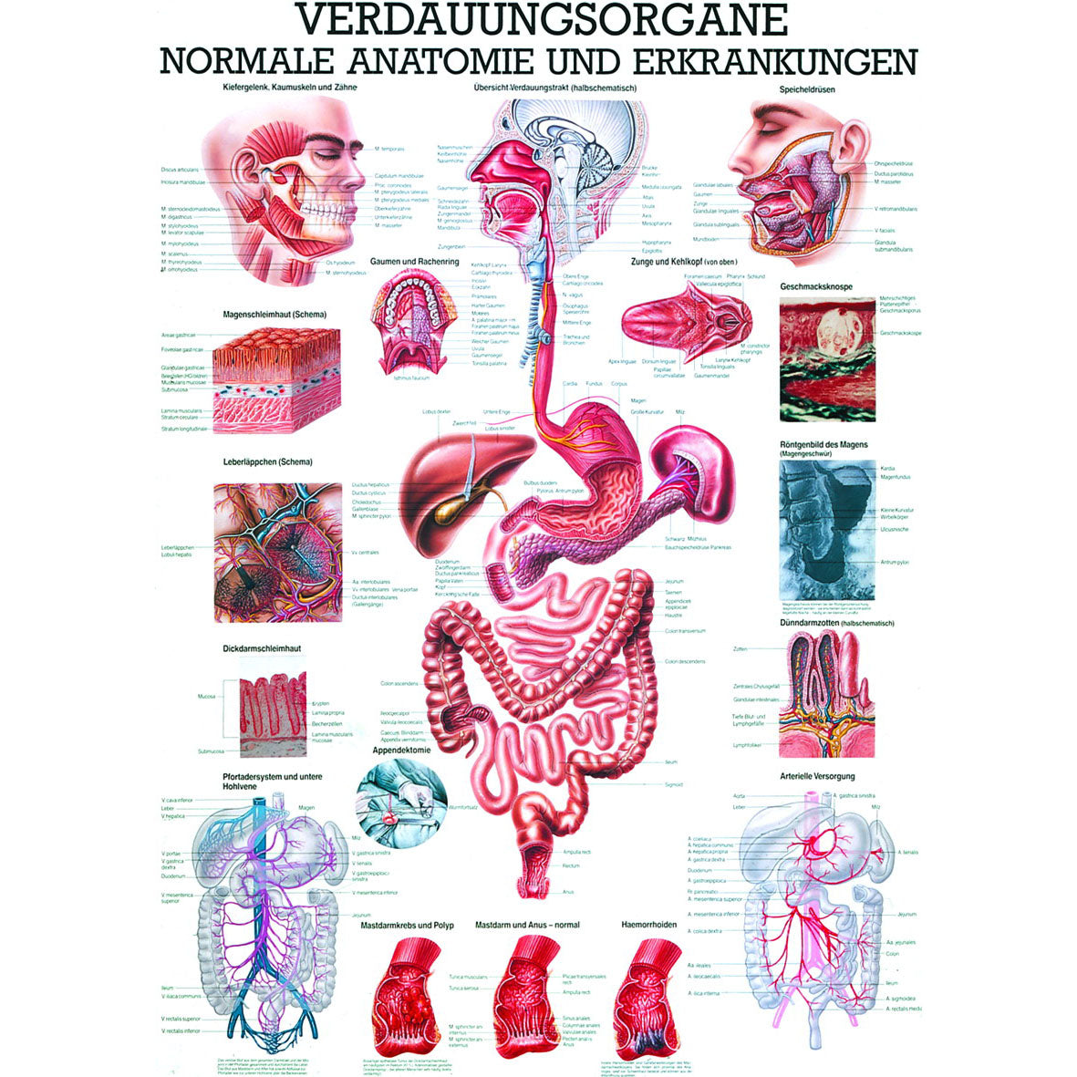 Anatomisches Miniposter "Verdauungsorgane"