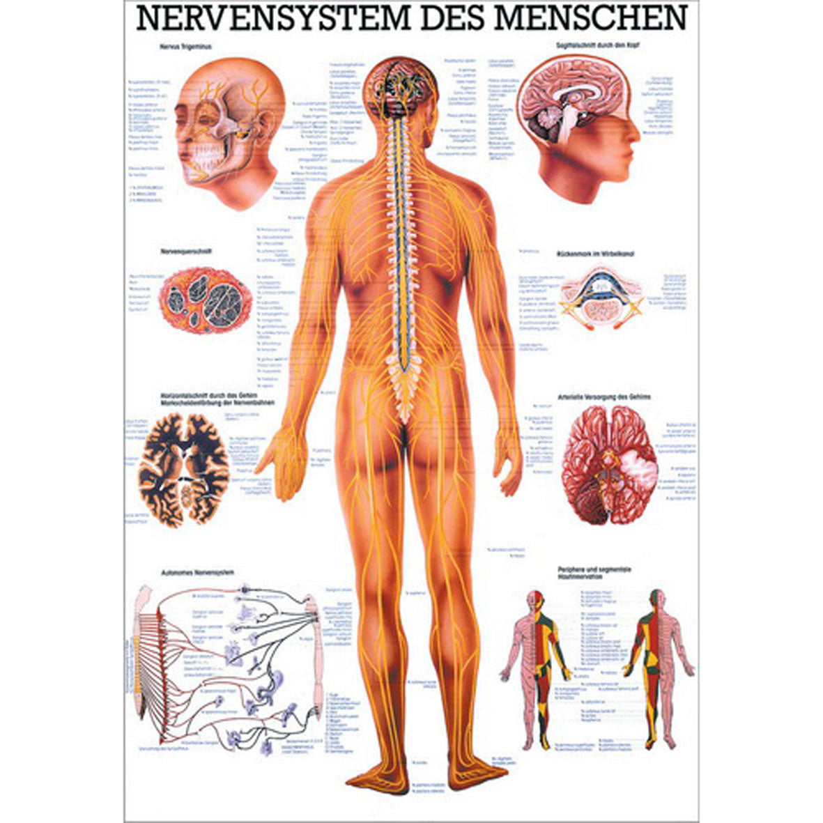 Anatomisches Miniposter "Nervensystem des Menschen"