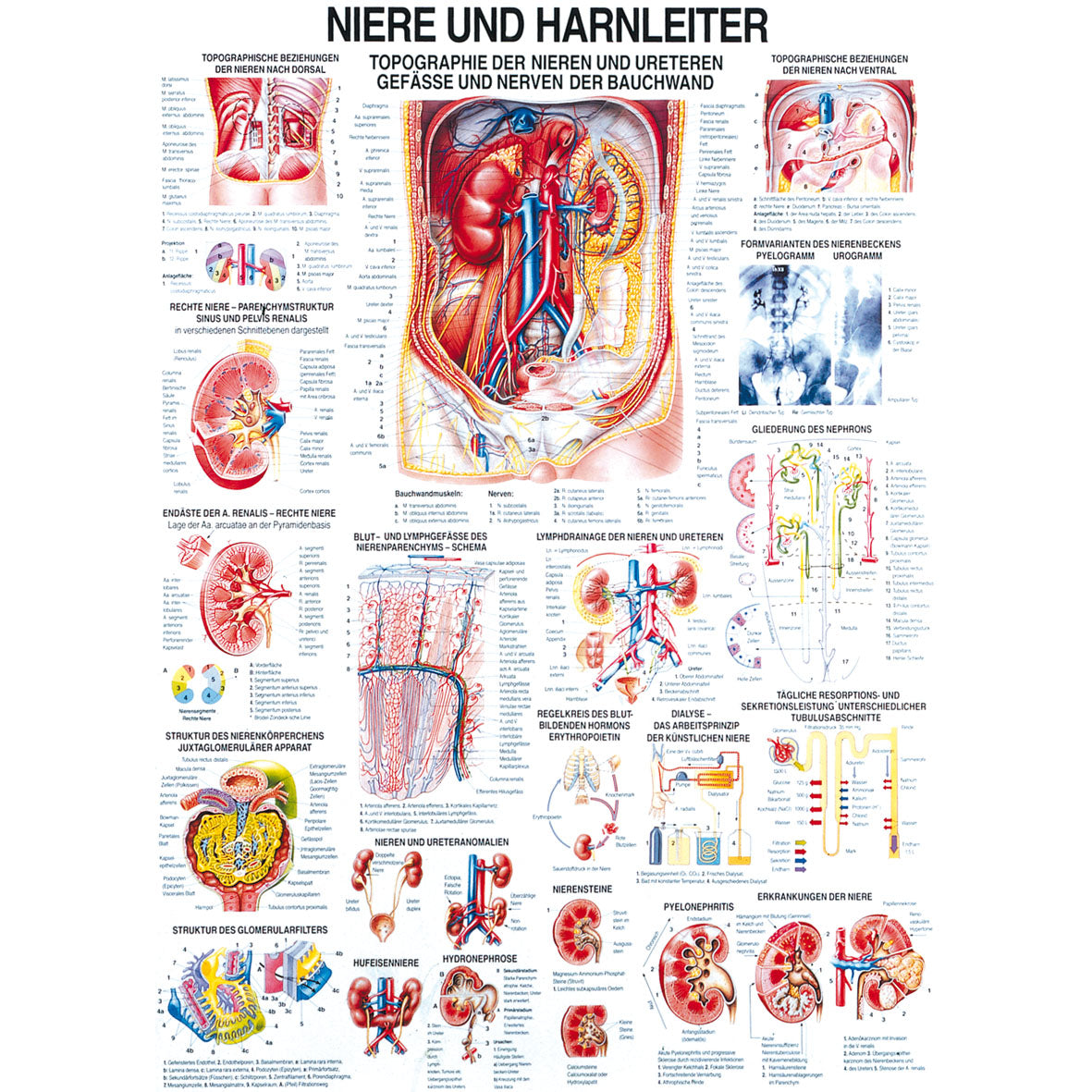 Anatomisches Poster "Niere und Harnleiter"