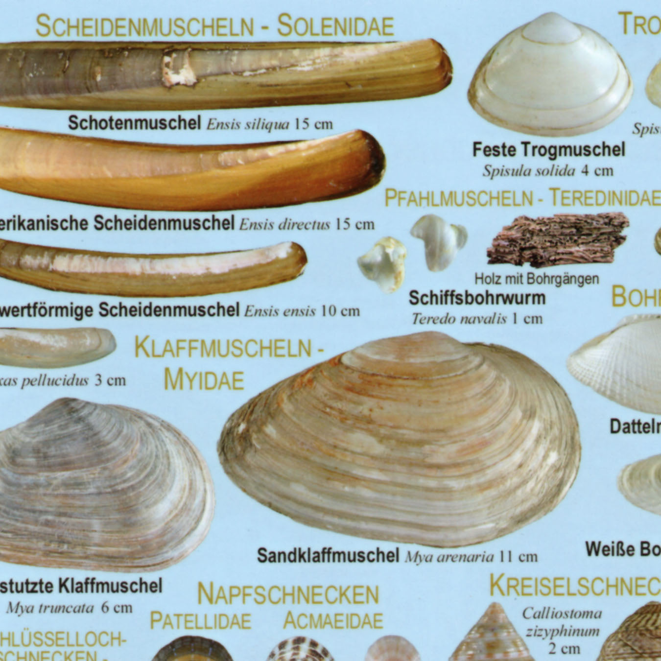 Chart "Nordsee-Strand"