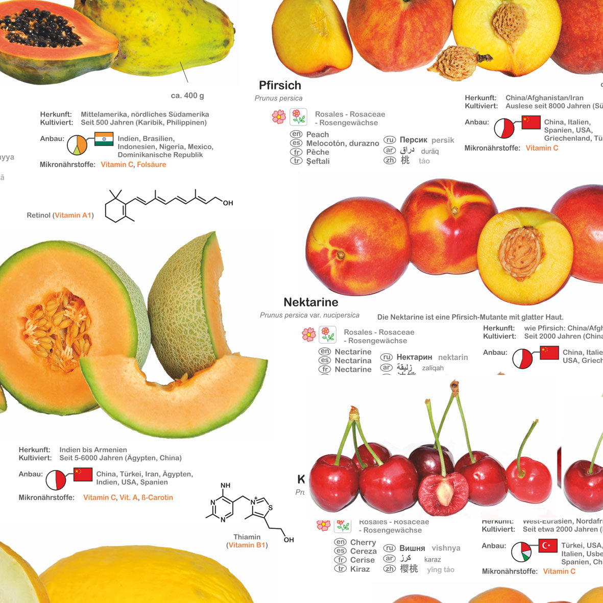 Poster "Obst und Nüsse"