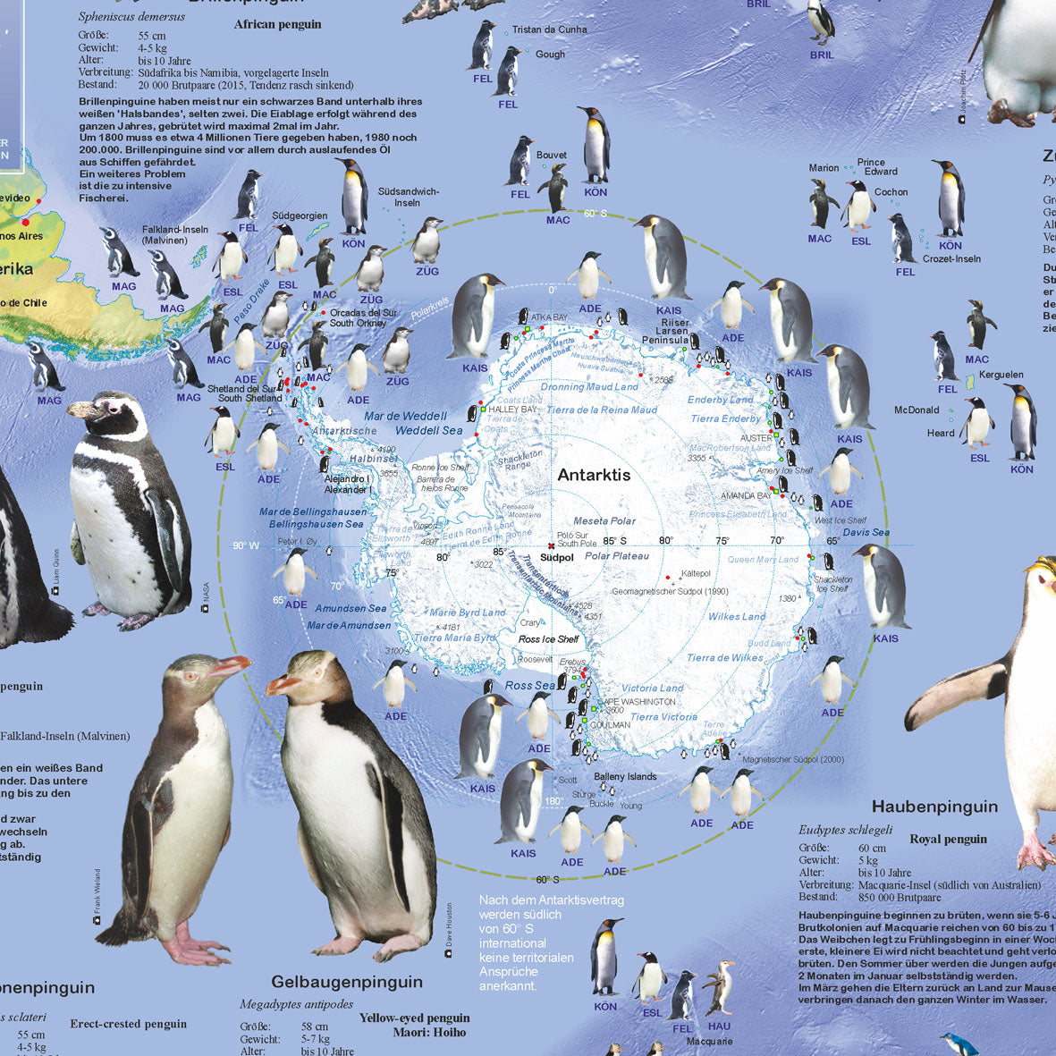 Poster "Pinguine"