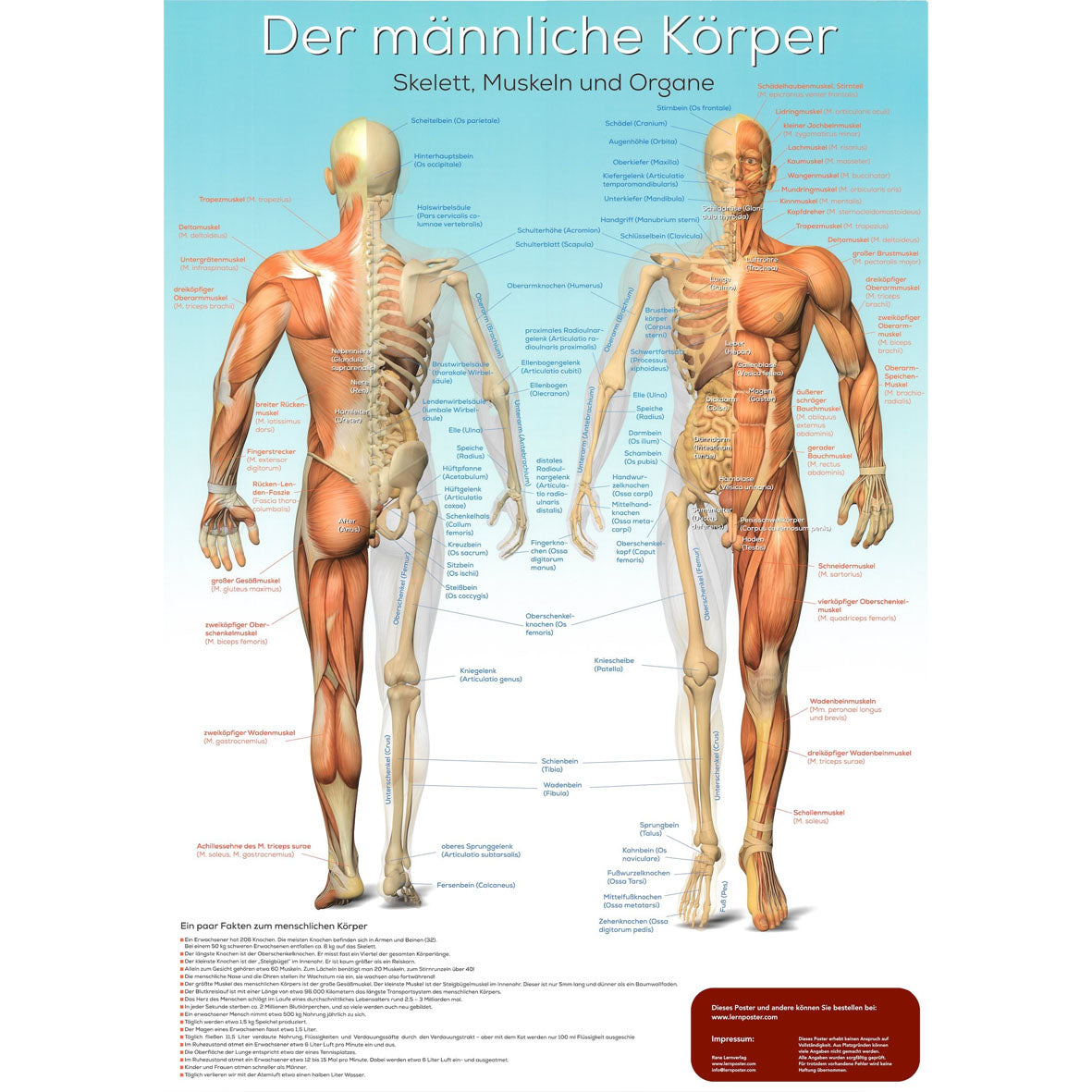 Lernposter "Der männliche Körper"