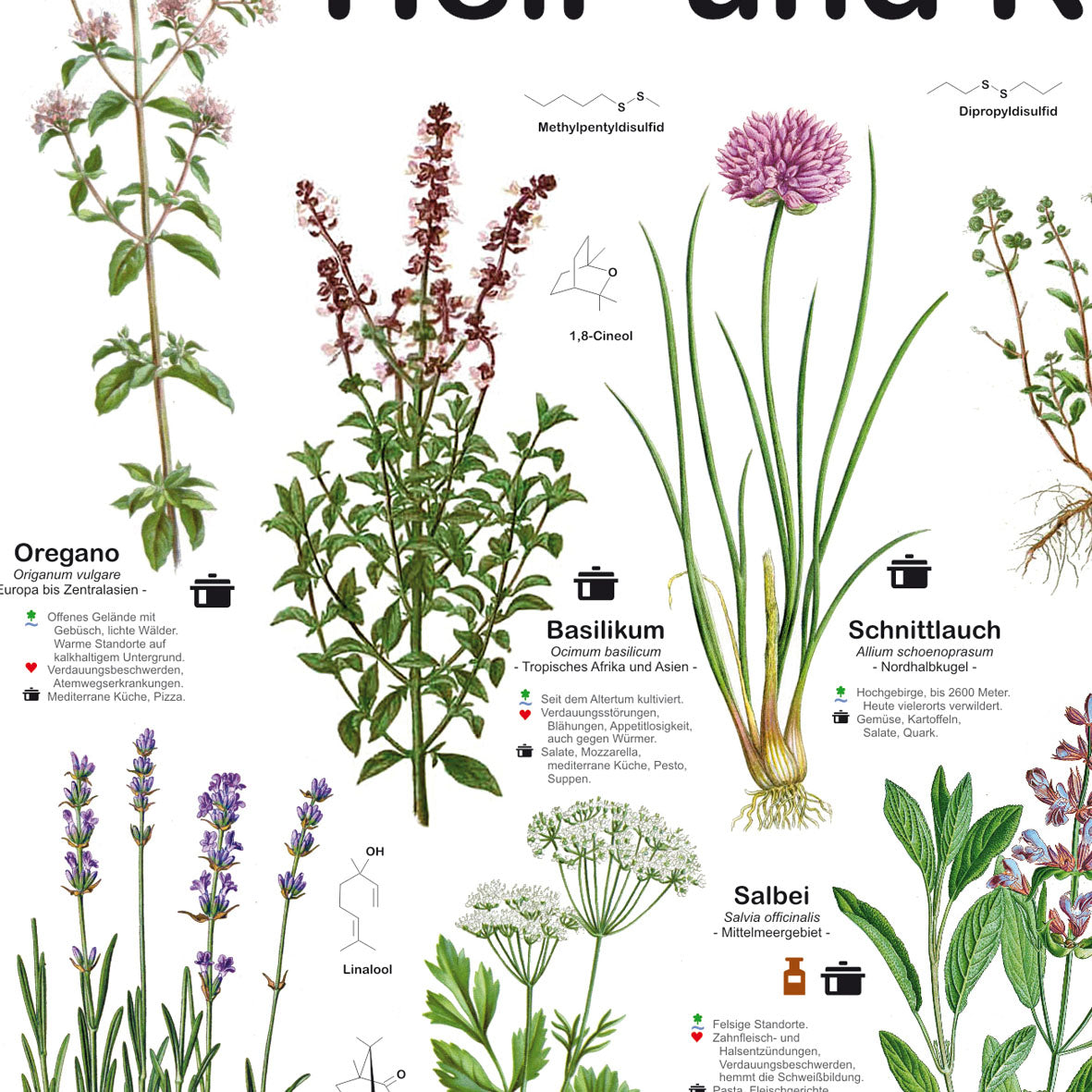 Poster "Heil- und Küchenkräuter"