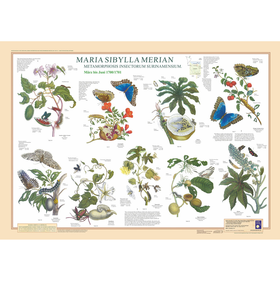 Poster "Maria Sibylla Merian IV"