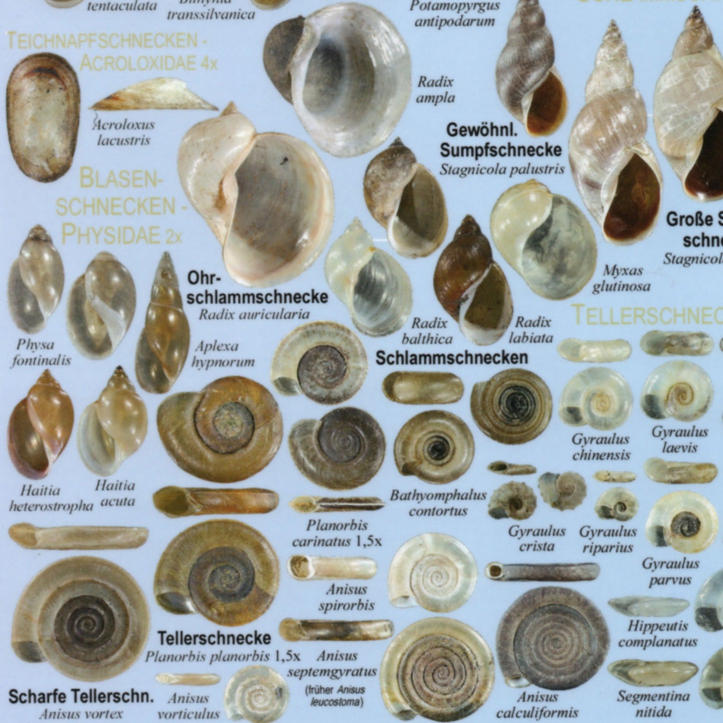 Chart "Süsswassermollusken Mitteleuropas"