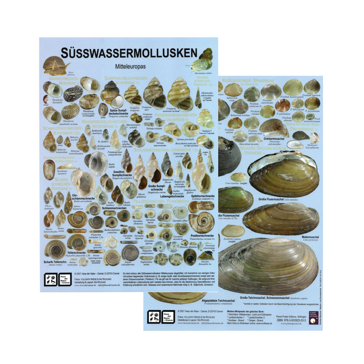 Chart "Süsswassermollusken Mitteleuropas"