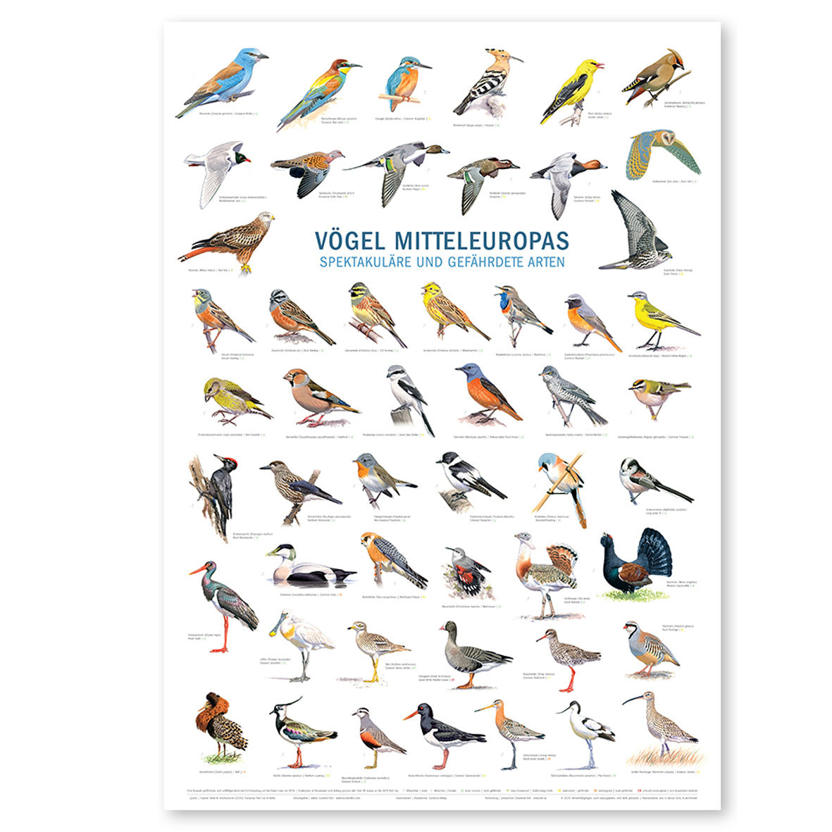Poster "Vögel Mitteleuropas"