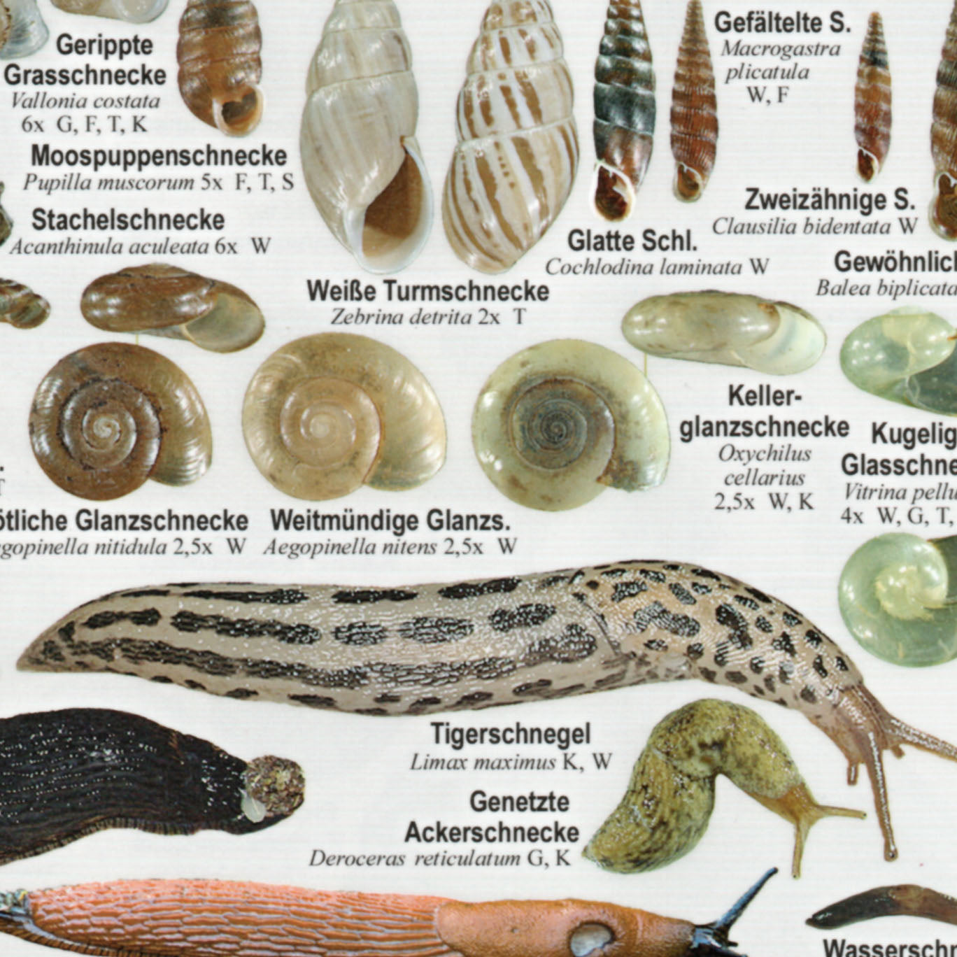 Chart "Weichtiere Mitteleuropa - Landschnecken und Süßwassermollusken"