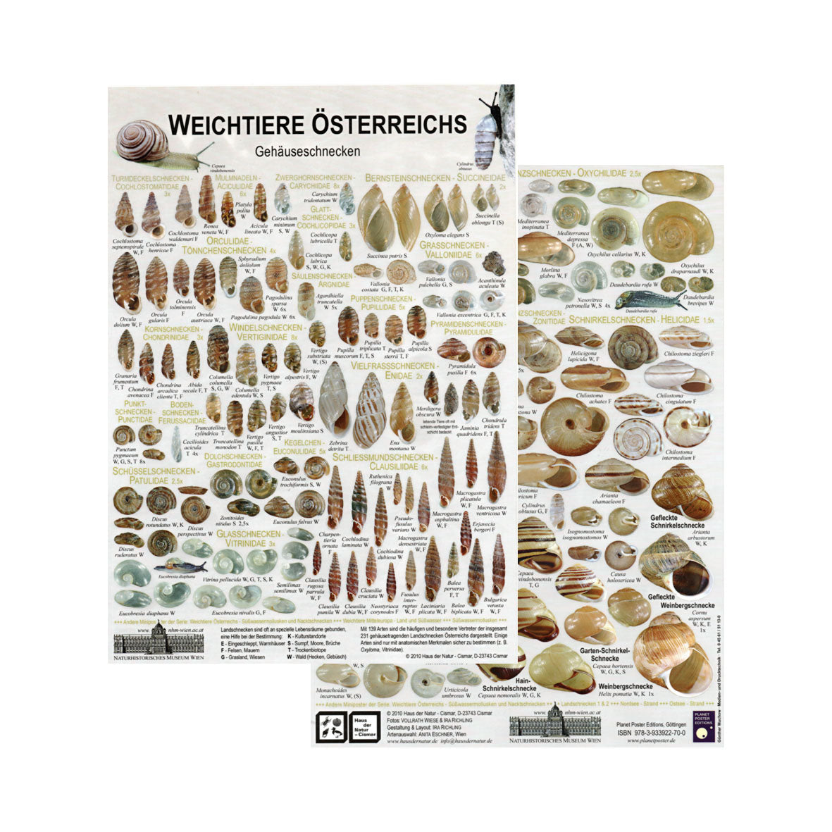 Chart "Weichtiere Österreichs - Gehäuseschnecken"