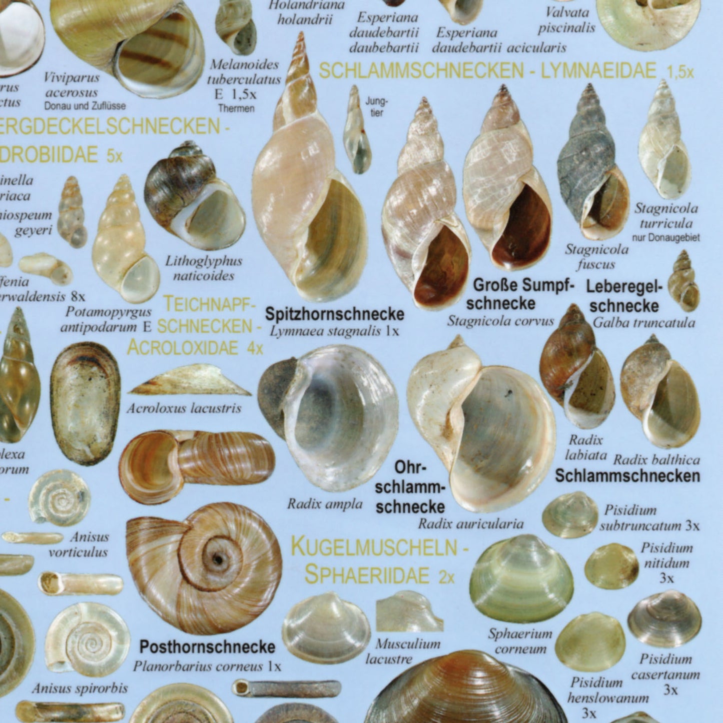 Chart "Weichtiere Österreichs - Süßwassermollusken und Nacktschnecken"