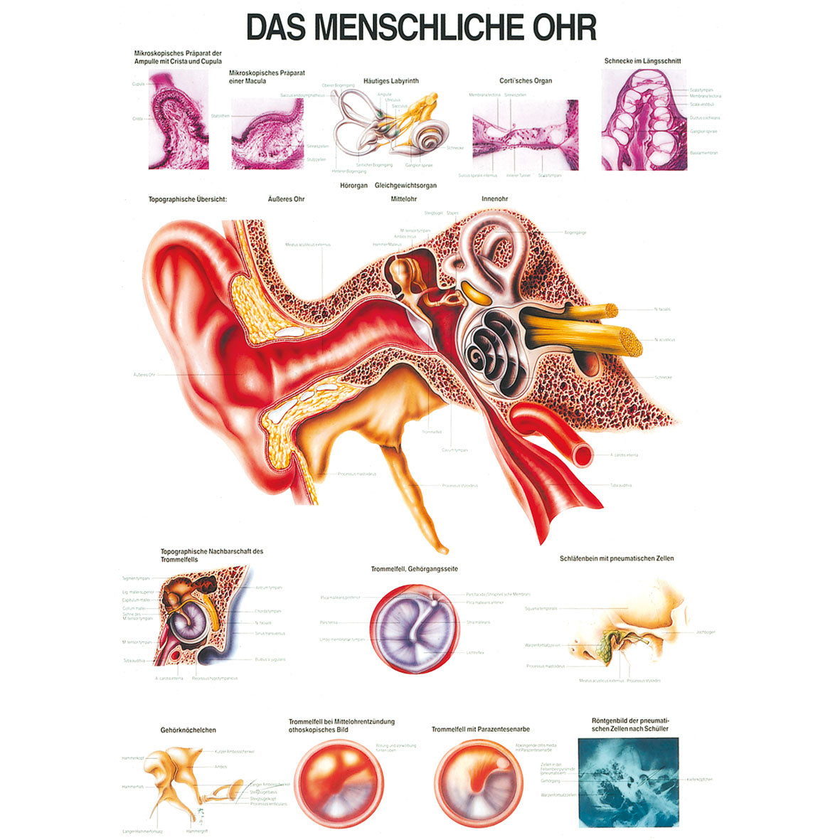 Anatomisches Poster "Das menschliche Ohr"