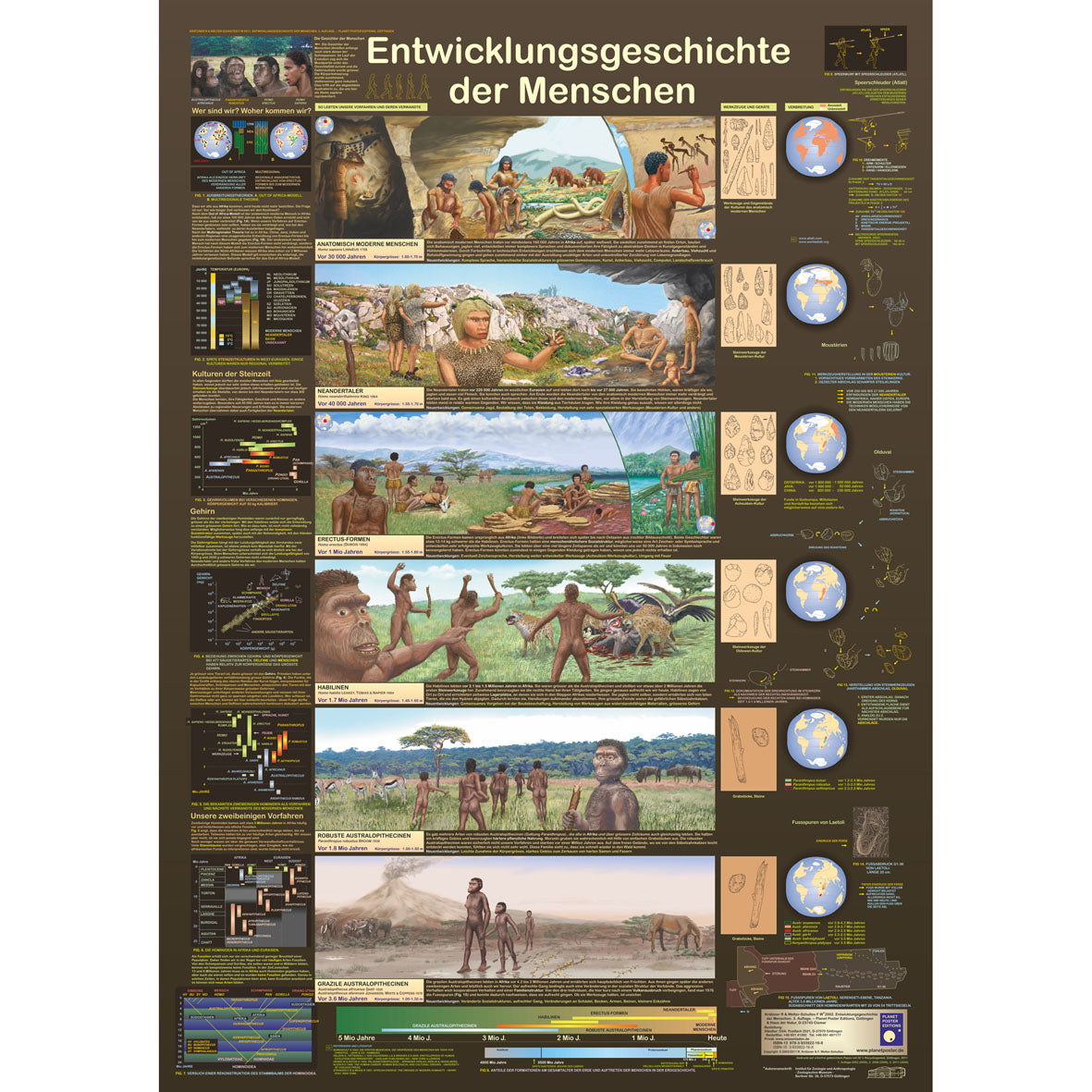 Poster "Entwicklungsgeschichte der Menschen"