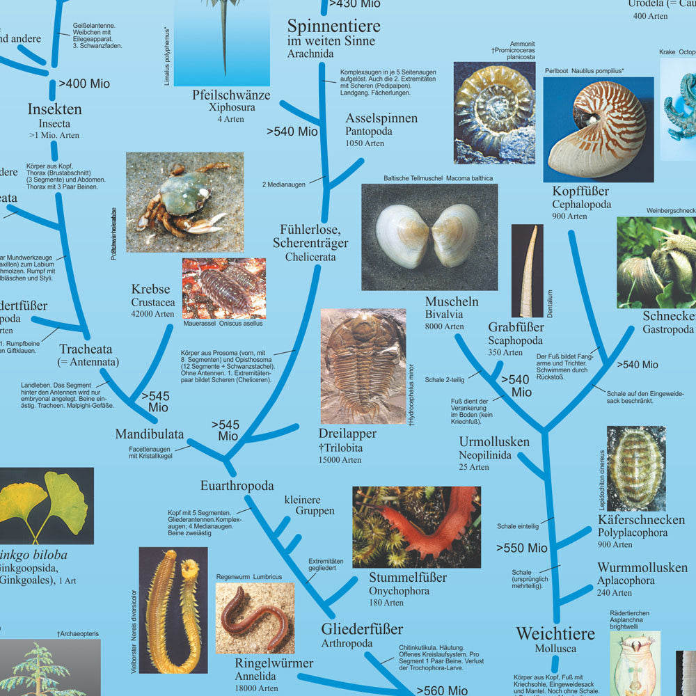 Poster "Evolution der Pflanzen und Tiere"