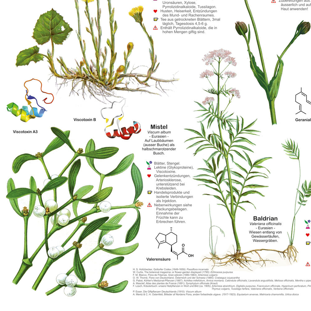Poster "Heilpflanzen"