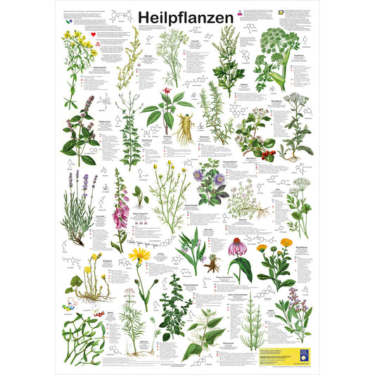 Poster "Heilpflanzen"