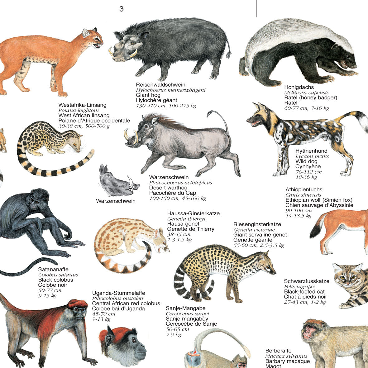 Poster "Bedrohte Säugetiere Afrikas"