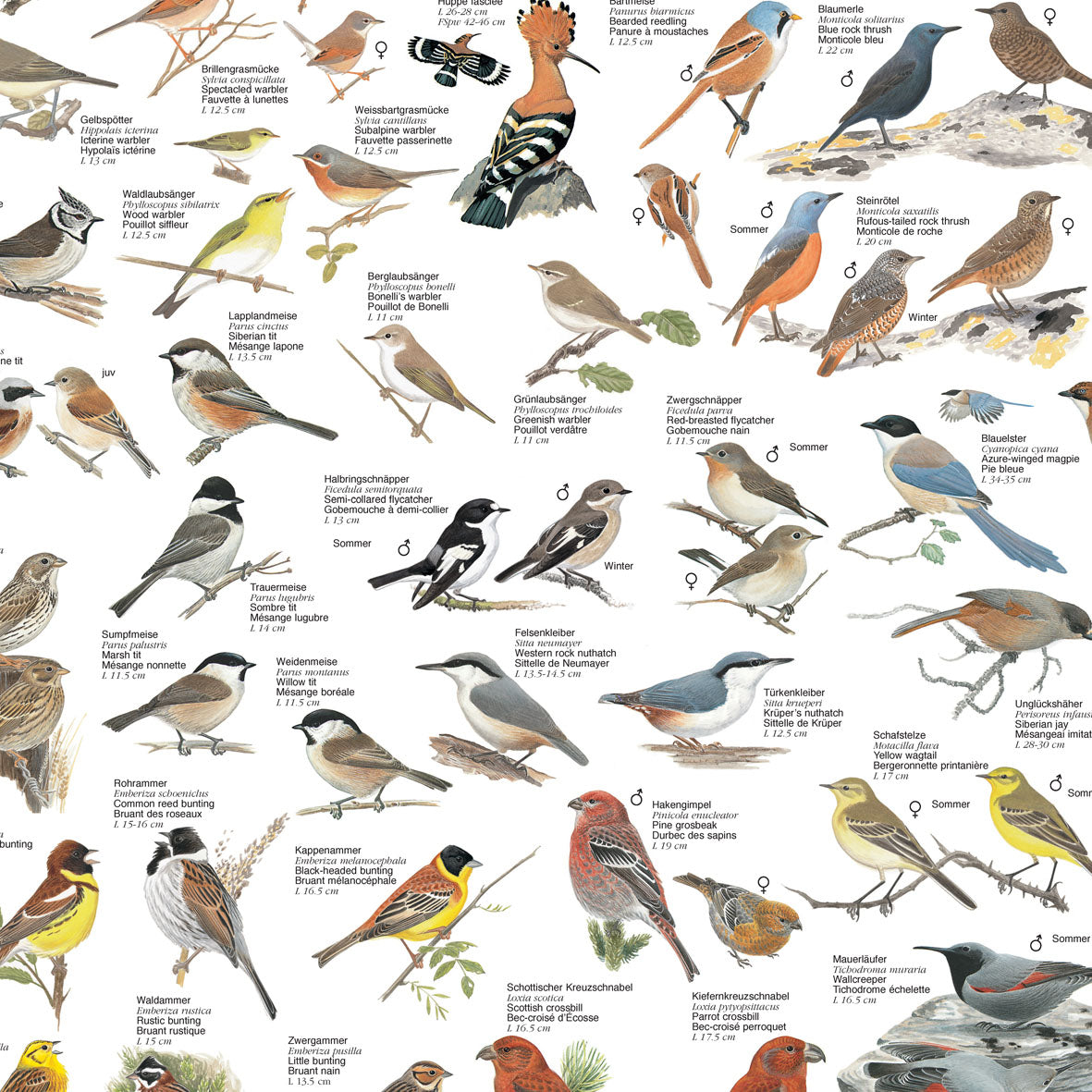 Poster "Vögel auf dem Land"