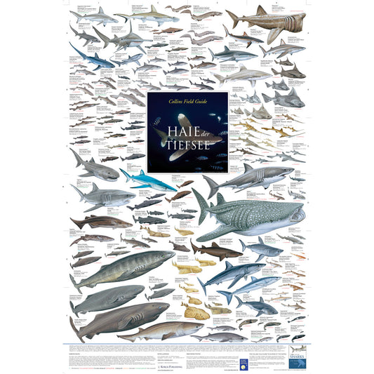 Poster "Haie der Tiefsee"