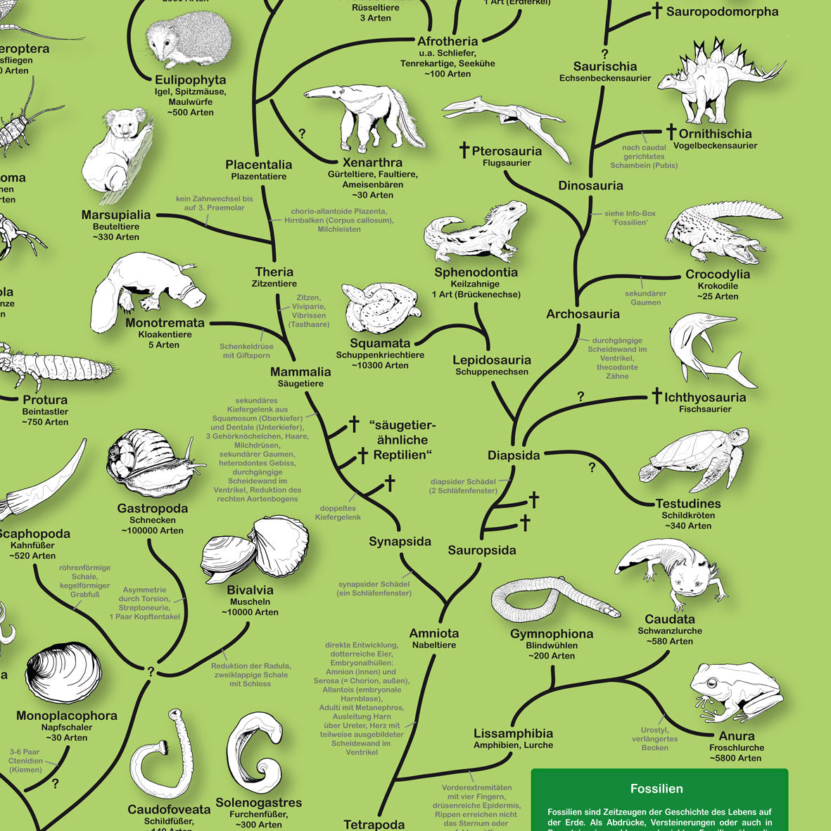 Poster "Stammbaum der Tiere"