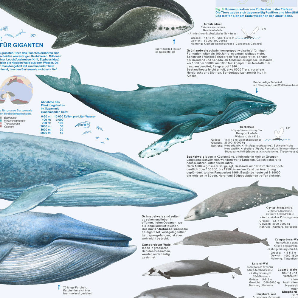Poster "Wale und Delfine"
