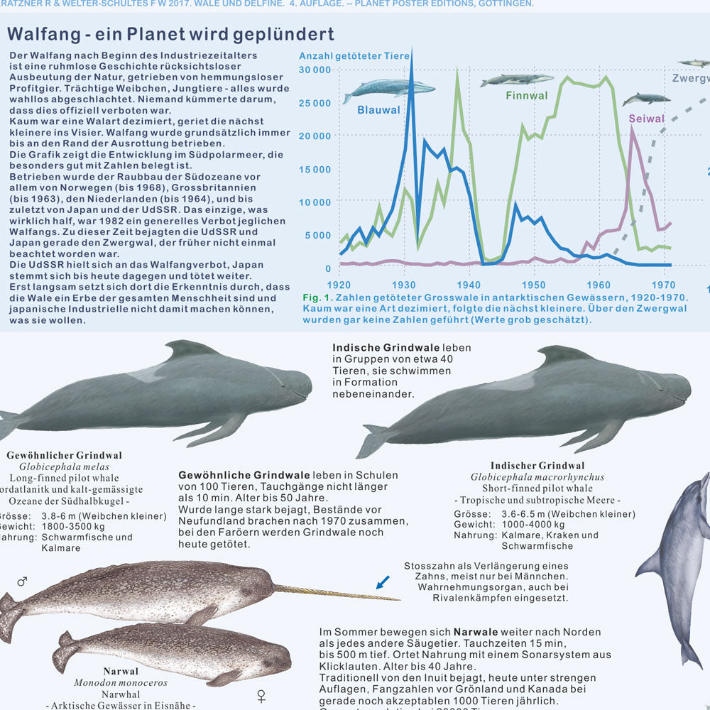 Poster "Wale und Delfine"