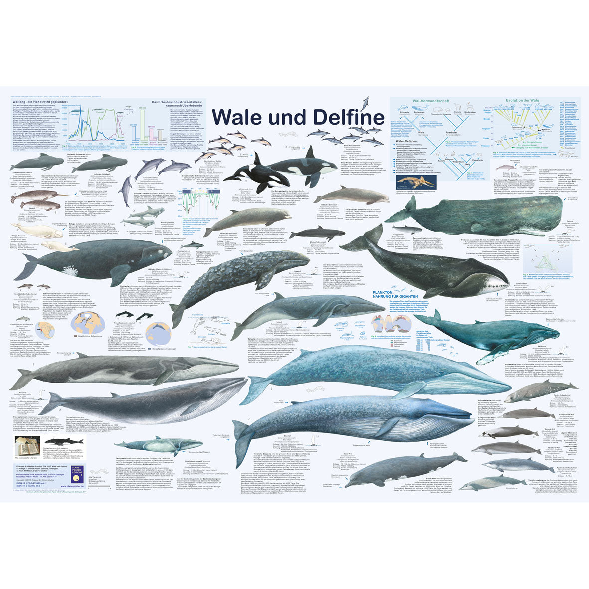 Poster "Wale und Delfine"