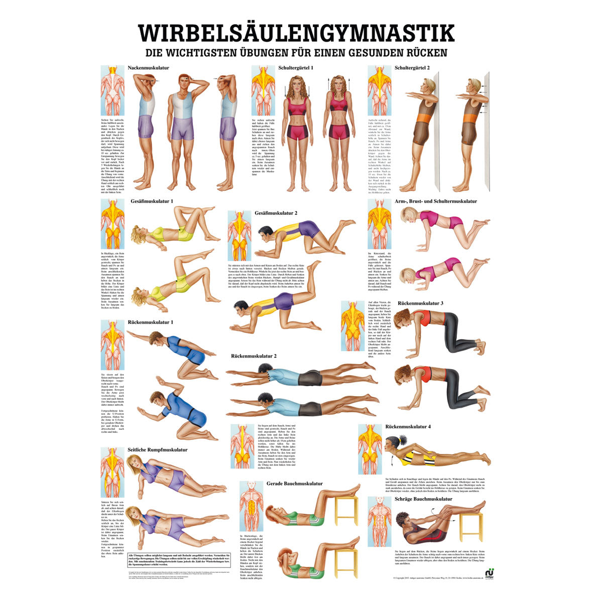 Lehrtafel "Wirbelsäulengymnastik"