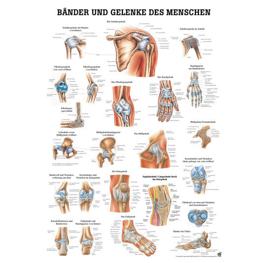 Anatomisches Poster "Bänder und Gelenke des Menschen"