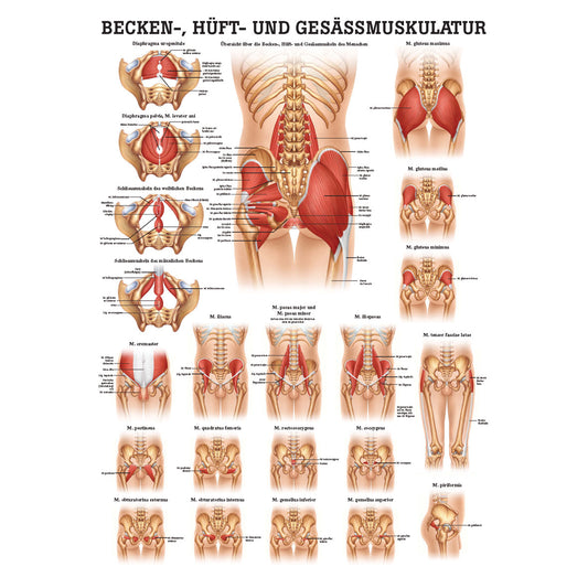 Anatomisches Miniposter "Becken-, Hüft- und Gesässmuskulatur"