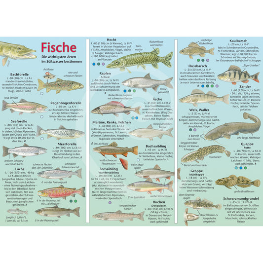 Bestimmungshilfe "Fische - Süsswasser"