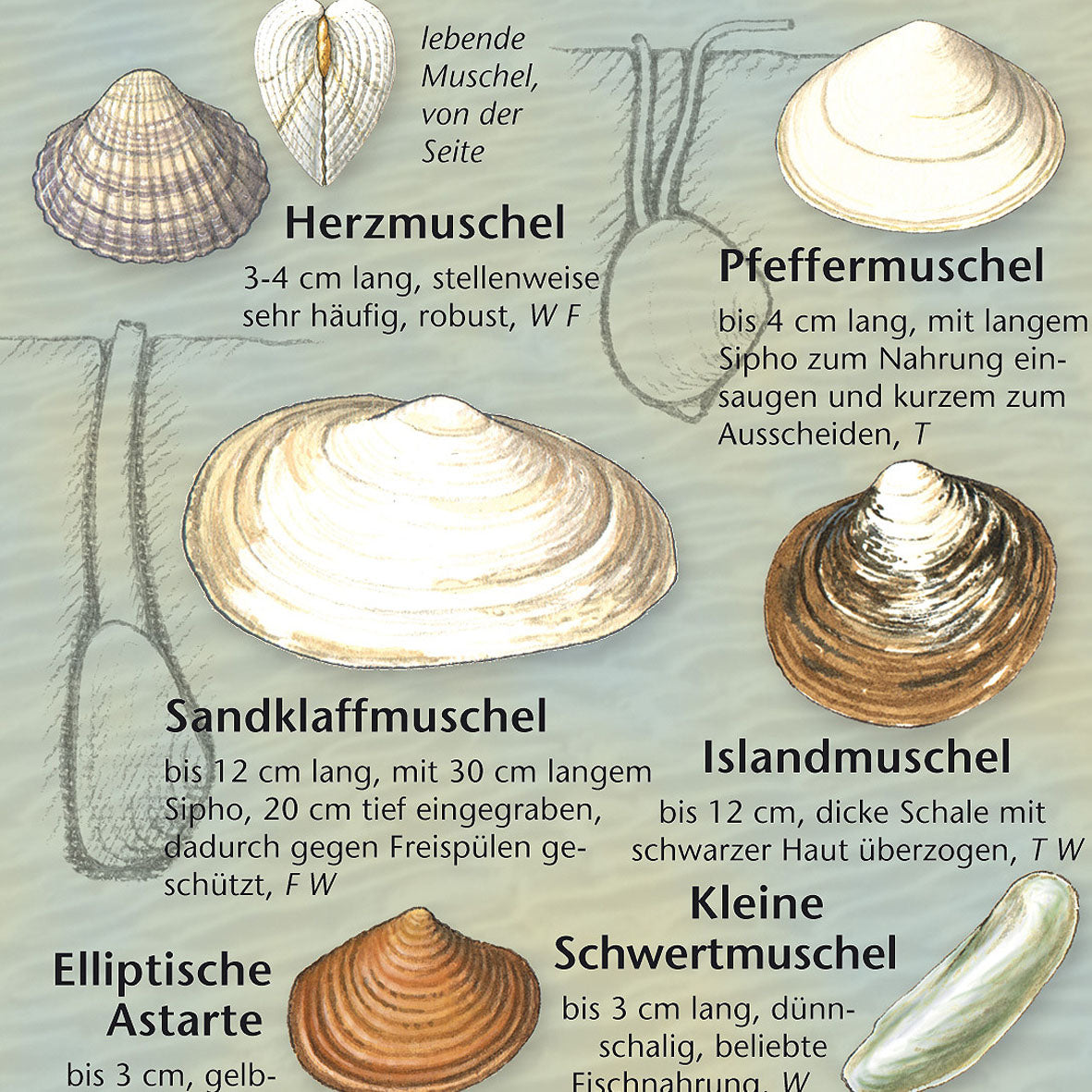 Bestimmungshilfe "Funde am Ostseestrand"